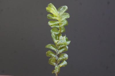 <i>Plagiochila porelloides</i>