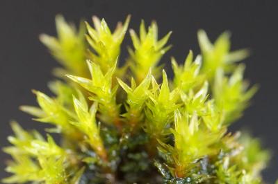 <i>Orthotrichum anomalum</i>