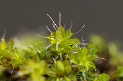 <i>Syntrichia montana</i>