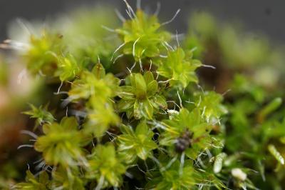 Syntrichia montana