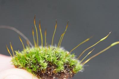 <i>Tortula muralis</i>