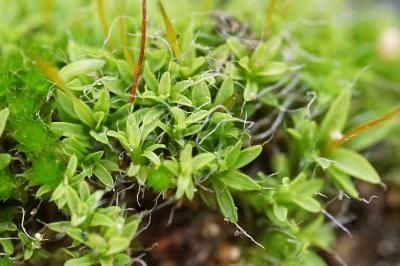 <i>Tortula muralis</i>