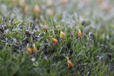 <i>Grimmia orbicularis</i>