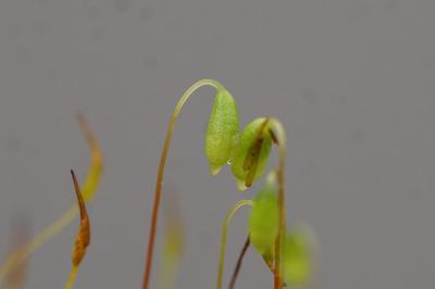 <i>Bryum radiculosum</i>