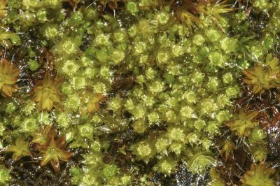 <i>Bryum dichotomum</i>