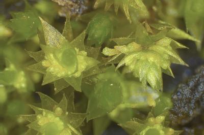<i>Bryum dichotomum</i>