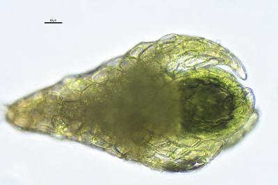 Bryum dichotomum