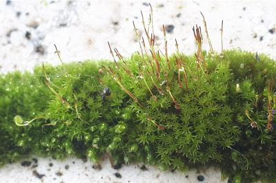 <i>Campylopus introflexus</i>