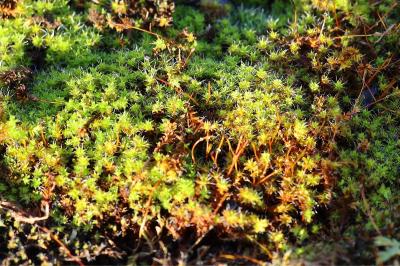 <i>Syntrichia montana</i>