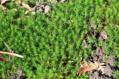 Polytrichum formosum