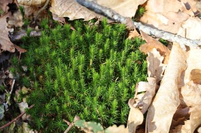 <i>Polytrichum formosum</i>