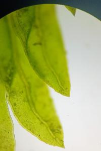 <i>Fissidens crassipes</i>