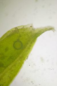 <i>Fissidens crassipes</i>