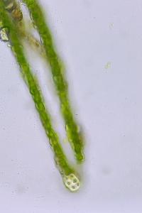<i>Fissidens crassipes</i>