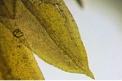 <i>Fissidens dubius</i>