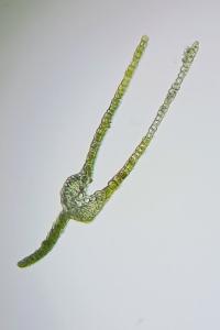 <i>Fissidens dubius</i>