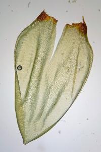 <i>Pleurozium schreberi</i>