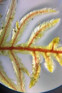 <i>Pleurozium schreberi</i>