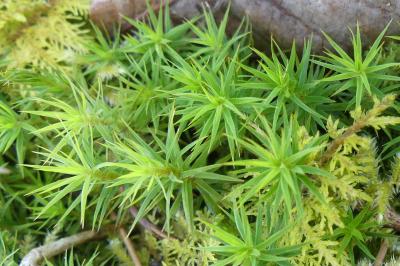 <i>Polytrichum formosum</i>