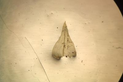 <i>Eurhynchium striatum</i>