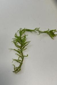 <i>Pseudoscleropodium purum</i>