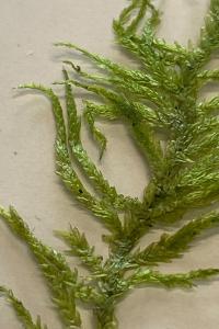 <i>Pseudoscleropodium purum</i>