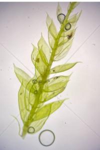 <i>Pseudoscleropodium purum</i>