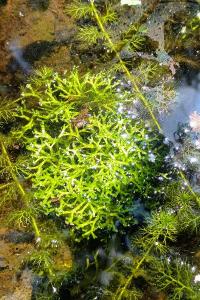 <i>Riccia fluitans</i>