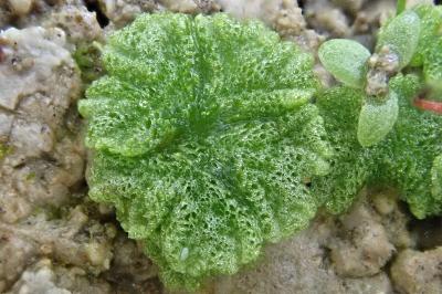 <i>Riccia cavernosa</i>