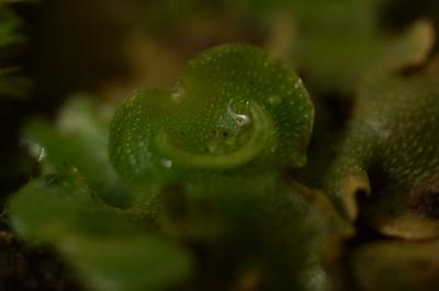 <i>Lunularia cruciata</i>