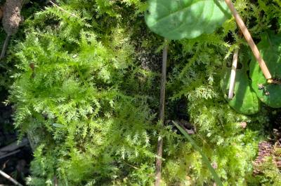 <i>Kindbergia praelonga</i>