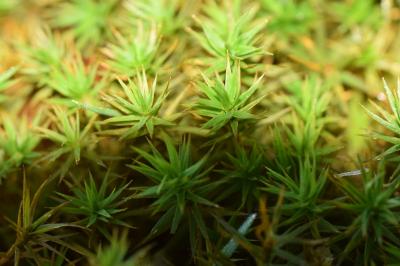 <i>Polytrichum formosum</i>