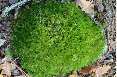 <i>Dicranum scoparium</i>