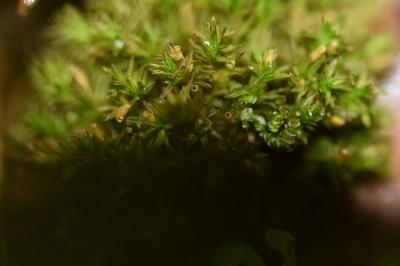 <i>Lewinskya affinis</i>