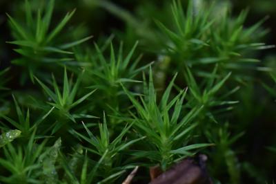 <i>Polytrichum formosum</i>