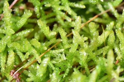 <i>Pseudoscleropodium purum</i>
