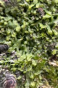 <i>Metzgeria furcata</i>