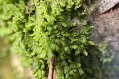 <i>Radula complanata</i>