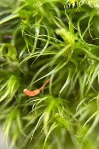 <i>Dicranum scoparium</i>