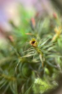<i>Polytrichum formosum</i>