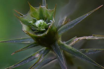 <i>Polytrichum formosum</i>
