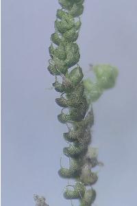 <i>Nowellia curvifolia</i>
