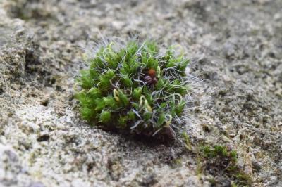 <i>Grimmia</i>