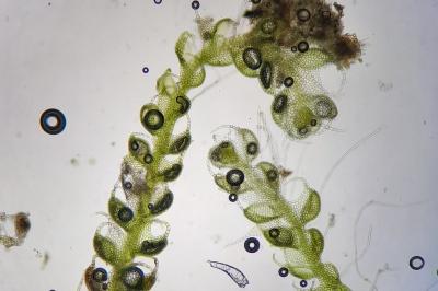 <i>Nowellia curvifolia</i>