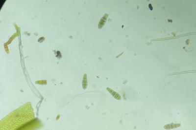 <i>Zygodon rupestris</i>