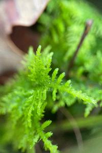 <i>Thuidium tamariscinum</i>