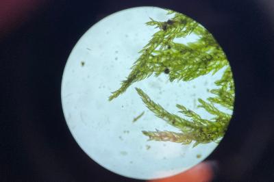 <i>Thuidium tamariscinum</i>