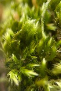 <i>Homalothecium sericeum</i>