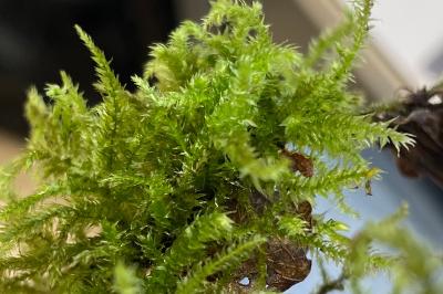 <i>Eurhynchium striatum</i>
