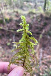<i>Hylocomiadelphus triquetrus</i>